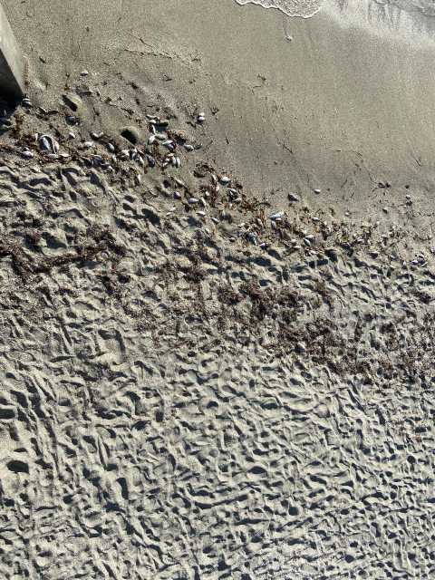 dead fish on venice florida beach