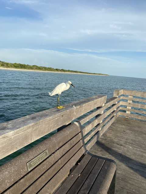 snowy egret on Venice Florida pier