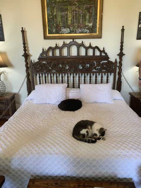 cats sleeping on bed